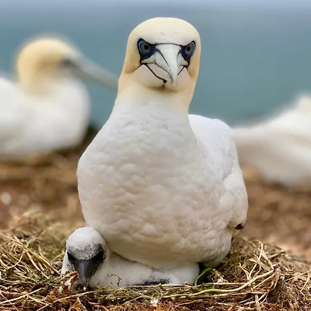 Haus Sabina 아파트 헬고란트